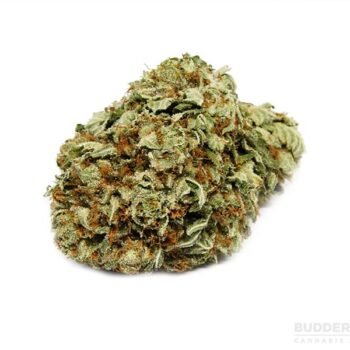 Super Silver Haze THC: 17%-23%