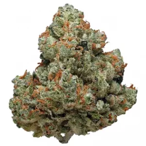 Close-up of [EXOTIC] Limoncello THC: 27%-32% cannabis flower. This premium bud showcases dense trichomes and vibrant orange hairs, indicating potency and quality.
