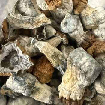 Magic Mushrooms - Blue Pulaski