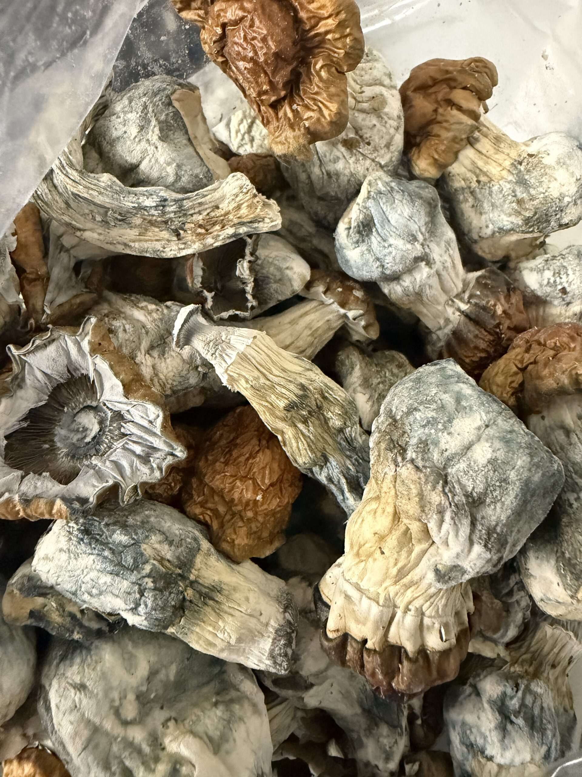 Magic Mushrooms - Blue Pulaski