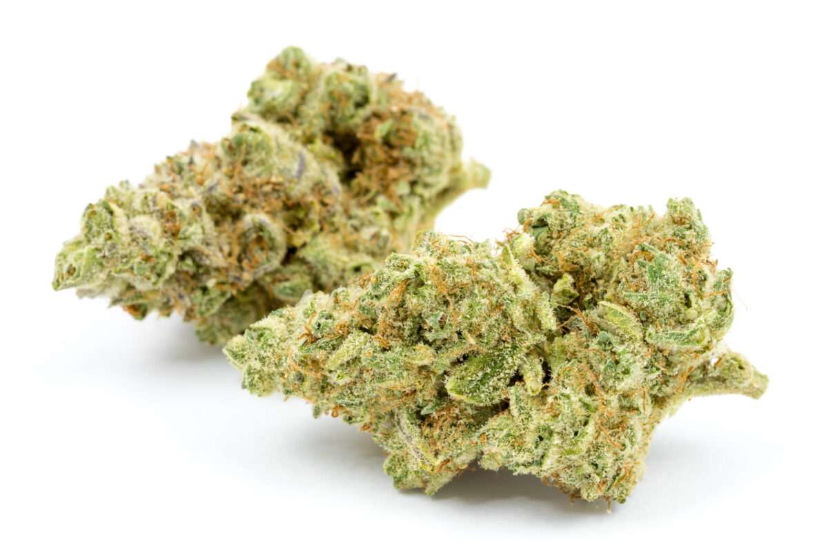 Close-up of two Gelato THC: 29%-35% cannabis buds featuring vibrant green hues, resinous trichomes, and a frosty appearance on a white background.