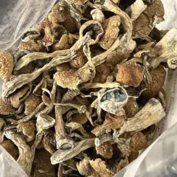 Magic Mushrooms - Penis Envy