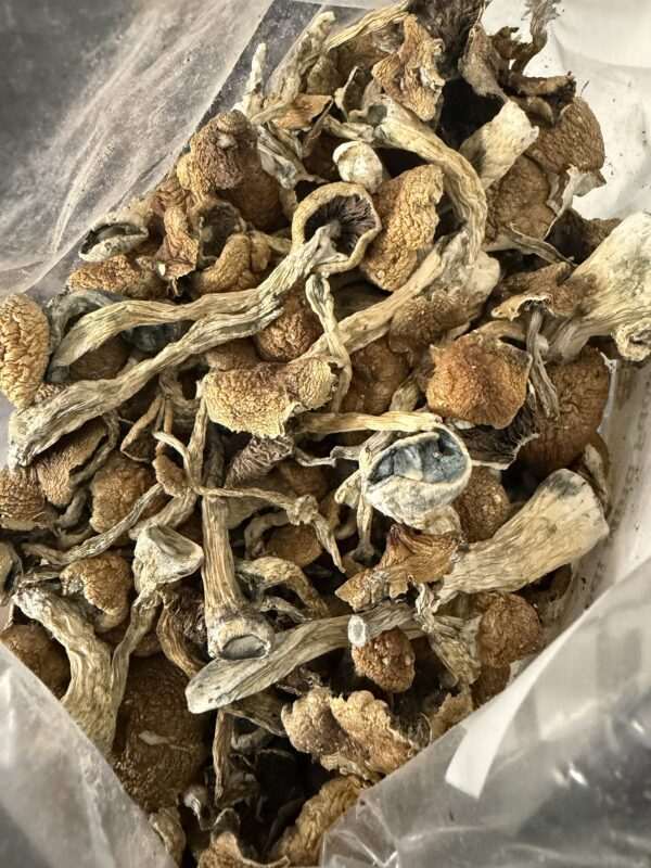 Magic Mushrooms - Penis Envy