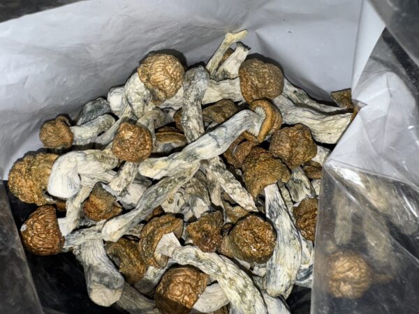Magic Mushrooms - Penis Envy
