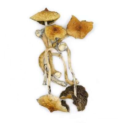 Close-up showcasing dried Magic Mushrooms - Golden Teacher, highlighting their unique textures and shapes against a clean, white background for optimal clarity.