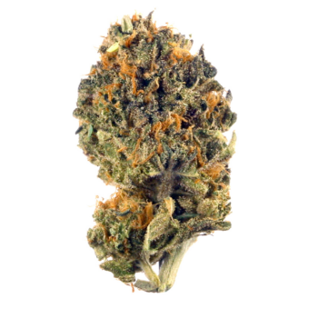 Purple Z THC: 17%-23%