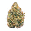 strain 1