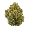 strain 11