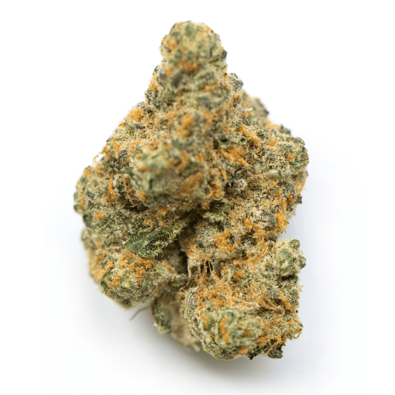Close-up of Moby Dick THC: 17%-23% cannabis flower, showcasing its trichome coverage and dense bud structure for product information.