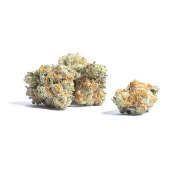 Close-up of Pine Tar THC: 17%-23% cannabis buds. High-quality image displaying the trichome density and vibrant colors of the flower for medical or recreational use.