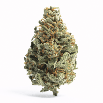 Close-up of Silverback Gorilla THC: 23%-30% cannabis flower. Premium quality marijuana with potent effects. High-resolution image for detailed viewing.