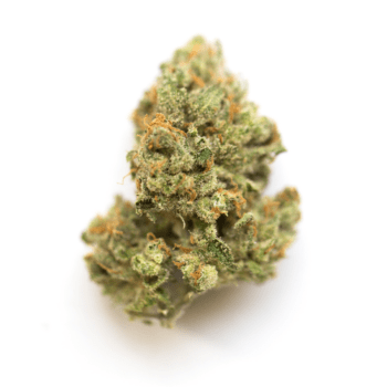 Close-up of a premium Pitbull bud, with THC content ranging from 19%-25%. High-quality cannabis flower known for its potent effects and rich aroma.