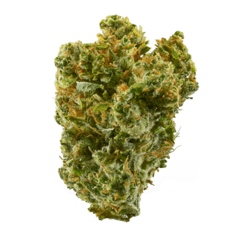 Close-up of a Super Silver Haze bud with a THC content between 23%-30%. High-quality image showcasing the trichomes and structure of the flower.