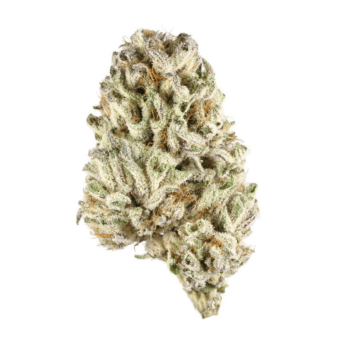 Close-up of a premium Vortex THC: 17%-23% cannabis flower. Its dense, trichome-covered buds showcase its potency and quality on a clean white background.