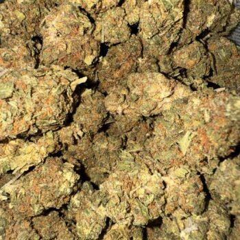 Close-up image of Motor Boat THC: 14%-16% cannabis buds, displaying the texture, color, and trichome density of the product. High-quality marijuana.