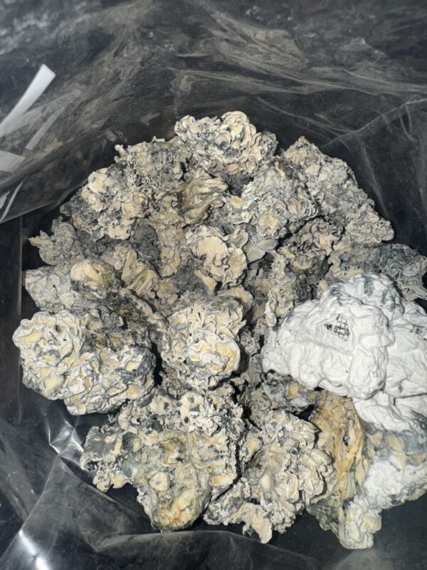 **RARE** Magic Mushrooms - Enigma