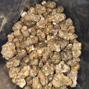 Magic Mushrooms - Truffle