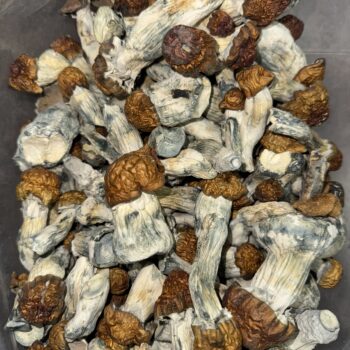 Magic Mushrooms - Blue Pulaski