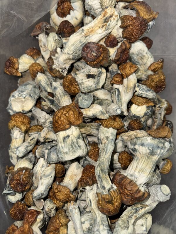 Magic Mushrooms - Blue Pulaski