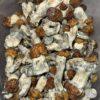 Magic Mushrooms – Blue Pulaski