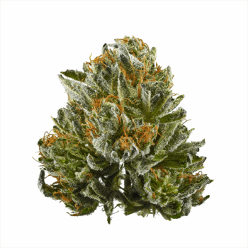Bubba Kush THC: 19%-25%