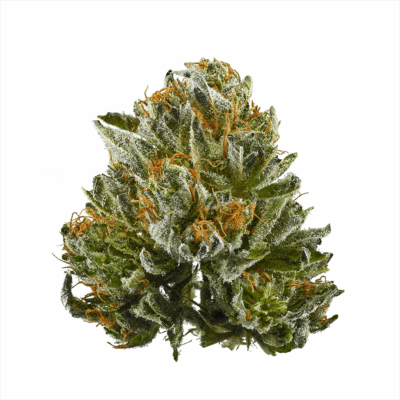 Premium Bubba Kush bud. This strain has a THC content of 19%-25%, showcasing its potency and quality. Visually appealing, dense flower.
