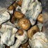 Magic Mushrooms - Dino Eggs