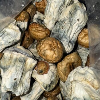 Magic Mushrooms - Dino Eggs