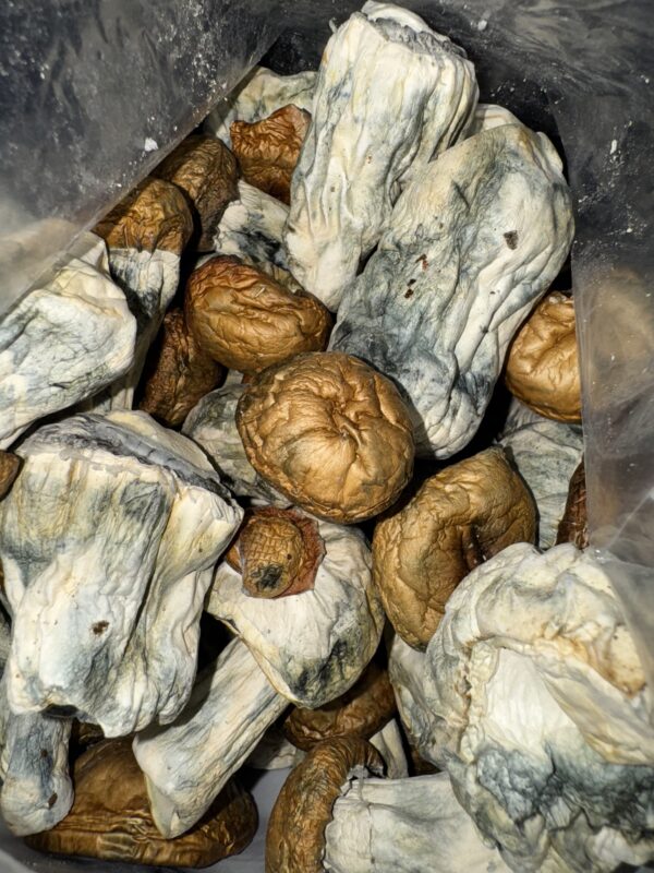 Magic Mushrooms - Dino Eggs