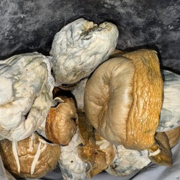 Magic Mushrooms - King Kong