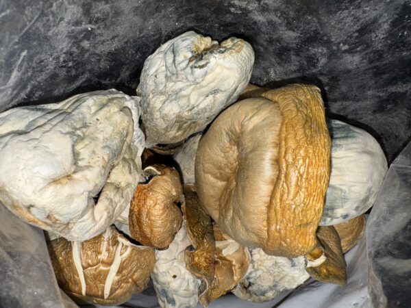 Magic Mushrooms - King Kong