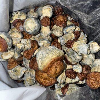 Magic Mushrooms - Blue Meanies