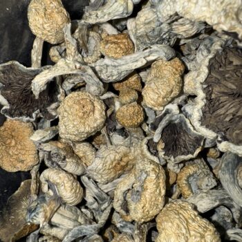 Magic Mushrooms - Huautla