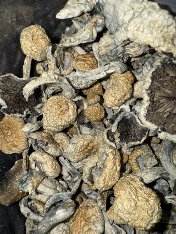 Magic Mushrooms - Huautla