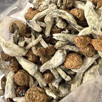 Magic Mushrooms - Blue Meanies
