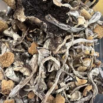 Magic Mushrooms - Huautla
