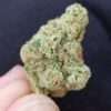 Apple Juice cannabis bud
