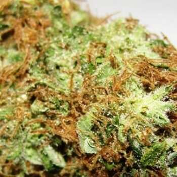 Double Bubble OG cannabis bud