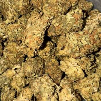 Close-up image of Grape Ape cannabis flower, a AA indica with purple-tinged buds and a THC range of 16%-19%.