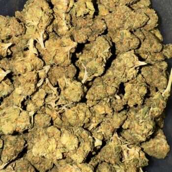 Close-up image of White Widow cannabis flower, a AA hybrid with frosty resin-coated buds and a THC range of 16%-19%.