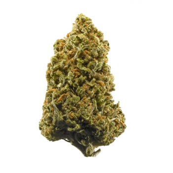 Lamb's Bread THC: 23%-30%